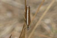 Agriphila latistria