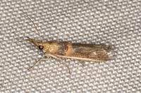 Etiella zinckenella