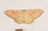 Idaea rubraria