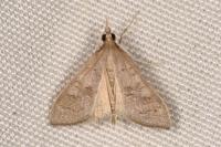 Mecyna asinalis
