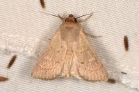 Mythimna ferrago