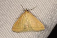 Sitochroa verticalis