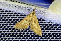 Diasemia reticularis