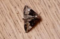 Mesoligia furuncula