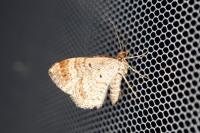 Xanthorhoe spadicearia/ferrugata