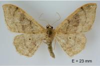 Idaea degeneraria