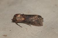 Abrostola triplasia