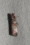 Acrobasis advenella