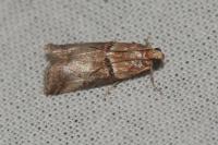Acrobasis tumidana