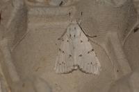 Acronicta leporina