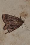 Amphipyra pyramidea