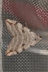 Aplocera plagiata