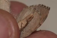 Aplocera plagiata
