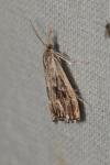 Catoptria verellus