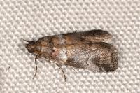 Acrobasis legatea