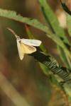 Indalia lutarella