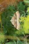 Scotopteryx chenopodiata