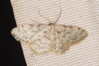 Idaea alyssumata/typicata