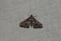 Diasemiopsis ramburialis