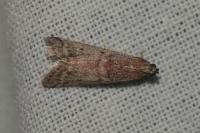 Ephestia woodiella/parasitella/elutella