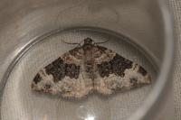 Epirrhoe galiata