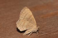 Euchoeca nebulata
