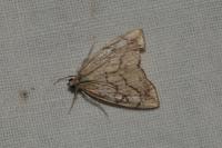 Evergestis pallidata