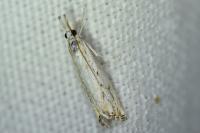 Catoptria falsella