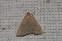 Herminia tarsicrinalis