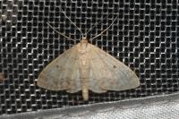 Idaea biselata