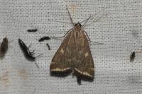 Loxostege sticticalis