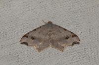 Macaria alternata