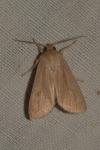 Mythimna pallens