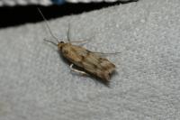 Homoeosoma sinuella