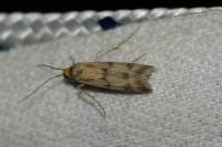 Homoeosoma sinuella