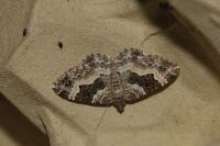 Epirrhoe alternata
