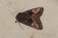 Euplexia lucipara