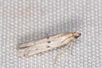 Homoeosoma inustellum