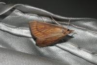Nascia cilialis