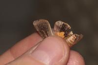 Noctua janthina