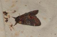 Notodonta dromedarius