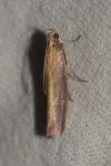 Oncocera semirubella