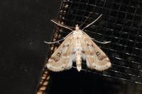 Parapoynx stratiotata