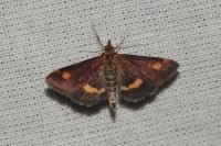 Pyrausta aurata