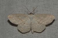 Scopula immutata
