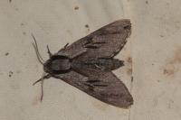Hyloicus pinastri