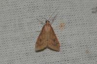 Udea ferrugalis