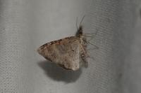 Xanthorhoe spadicearia/ferrugata