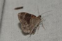 Xanthorhoe spadicearia/ferrugata