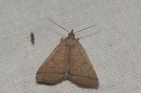 Herminia tarsipennalis